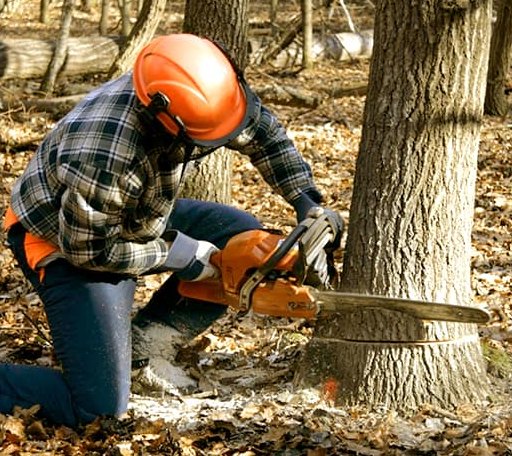 Tree Removal in Harpswell, ME
